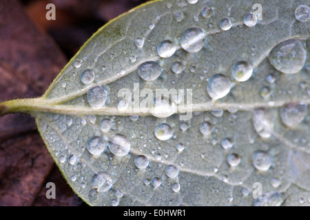 Waterdrops on leaf in an Autumn background Stock Photo