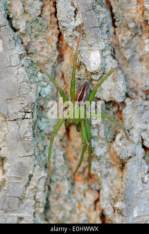 Green Huntsman Spider (Micrommata virescens), male, Provence, Southern France Stock Photo