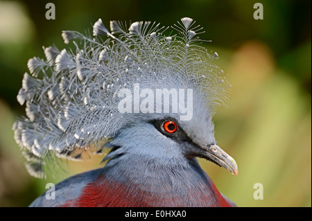 Victoria Crowned Pigeon or White-tipped Crowned Pigeon (Goura victoria) Stock Photo