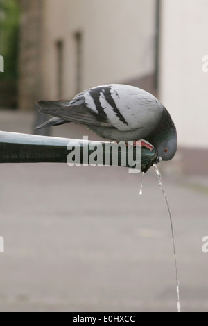 Germany, Waiblingen, pigeon drinking from fountain, Deutschland, Waiblingen, Taube trinkt aus Brunnen Stock Photo