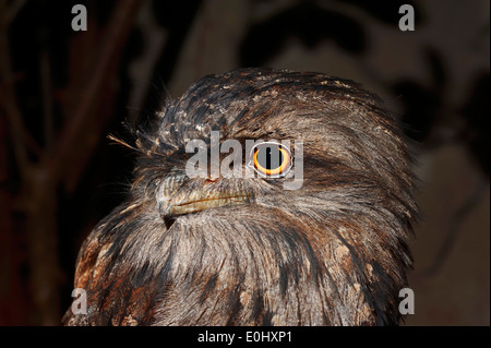 Tawny Frogmouth (Podargus strigoides) at night, Australia Stock Photo