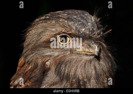 Tawny Frogmouth (Podargus strigoides) at night, Australia Stock Photo