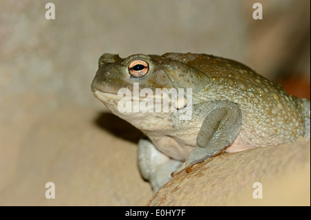 Colorado River Toad or Sonoran Desert Toad (Bufo alvarius) Stock Photo