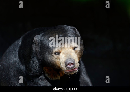 Malayan Sun Bear or Malaysian Sun Bear (Ursus malayanus, Helarctos malayanus) Stock Photo