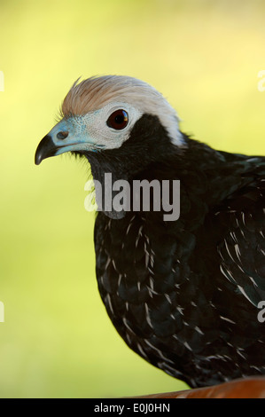 Blue-throated Piping-Guan or Venezuela Blue-throated Piping Guan (Pipile cumanensis, Pipile pipile cumanensis) Stock Photo