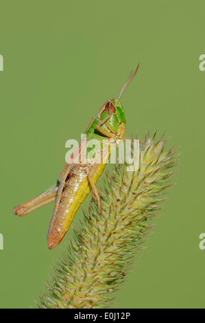 Meadow Grasshopper (Chorthippus parallelus), female, North Rhine-Westphalia, Germany Stock Photo
