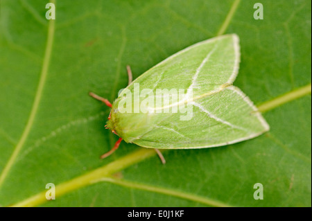 Green Silver-lines (Pseudoips prasinana), North Rhine-Westphalia, Germany Stock Photo