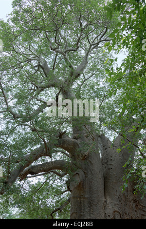 two thousand year old baobab tree in south africa Stock Photo