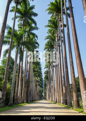 Palm Trees at Jardim Botanico, Rio de Janeiro. Stock Photo