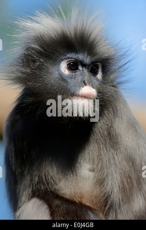 Dusky Leaf Monkey, Spectacled Langur or Spectacled Leaf Monkey (Trachypithecus obscurus, Presbytis obscurus) Stock Photo