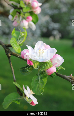Apple blossoms in spring can use as background Stock Photo