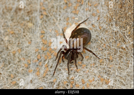 Black Lace Weaver Spider (Amaurobius ferox), female with youngs, North Rhine-Westphalia, Germany Stock Photo