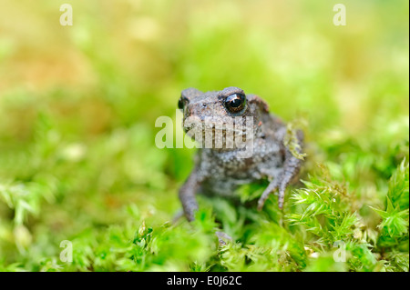 Common Toad (Bufo bufo), juvenile, North Rhine-Westphalia, Germany Stock Photo