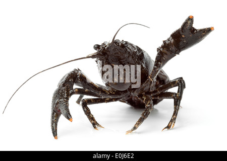 Spotted atlantic crayfish on white background Stock Photo