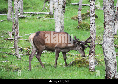 Large whitetail deer buck in the woods of Norway Stock Photo