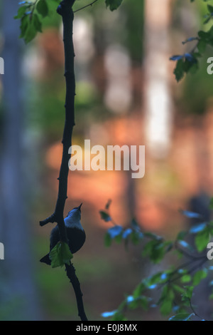 small bird on twig close up Stock Photo