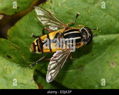 Close-up of a  the  Helophilus pendulus hoverfly (name means: 'dangling sun lover') posing on  a leaf Stock Photo