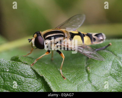 Close-up of a  the  Helophilus pendulus hoverfly (name means: 'dangling sun lover') Stock Photo