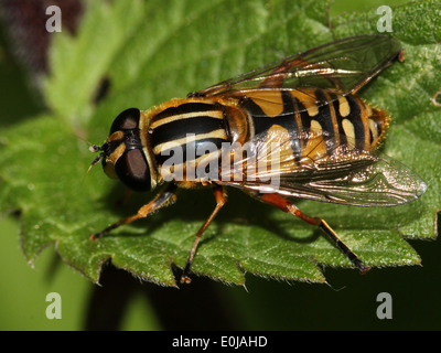 Close-up of a  European hoverfly (Helophilus pendulus) Stock Photo