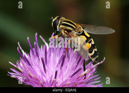 Close-up of a  European hoverfly (Helophilus pendulus) feeding on a flower Stock Photo