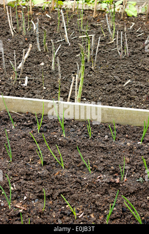 Raised vegetable plots with asparagus and onions growing Stock Photo