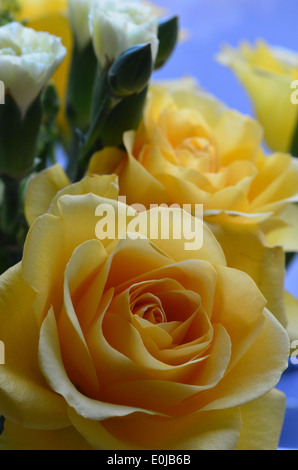 Yellow roses Stock Photo