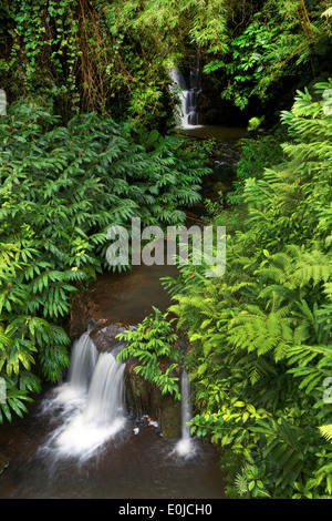 Jungle lush foliage and Falls in Akaka Falls Park on the Big Island, Hawaii Stock Photo