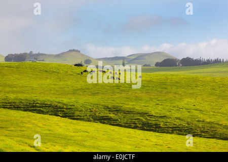 Grassland in North Kohala of Big Island, Hawaii Stock Photo