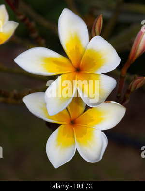 Plumeria flowers against Black background Maui, Hawaii Stock Photo