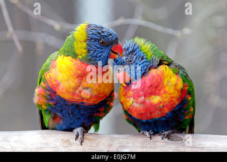 Vogel - Lori - Allfarblori. Trichoglossus haematodus caeruleiceps Stock Photo