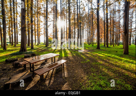 Autumn park without people in Tokyo, Japan Stock Photo