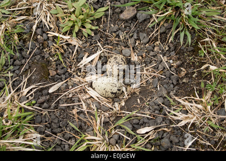 Killdeer nest. Stock Photo