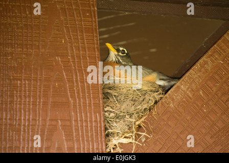 Female American robin sitting on eggs. Stock Photo