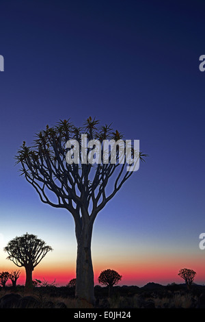 Koecherbaum oder Quivertree (Afrikaans: Kokerboom, Aloe dichotoma) bei Sonnenuntergang , Keetmanshoop, Namibia, Afrika Stock Photo