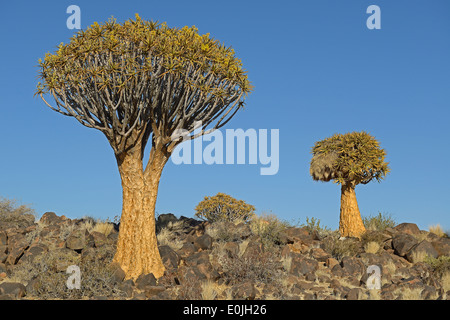 Koecherbaum oder Quivertree (Afrikaans: Kokerboom, Aloe dichotoma) bei Sonnenaufgang , Keetmanshoop, Namibia, Afrika Stock Photo