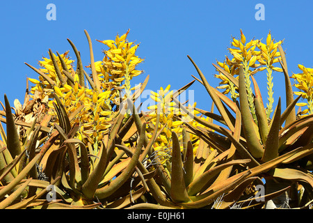 Blueten des Koecherbaum oder Quivertree (Afrikaans: Kokerboom, Aloe dichotoma) bei Sonnenaufgang , Keetmanshoop, Namibia, Afrika Stock Photo