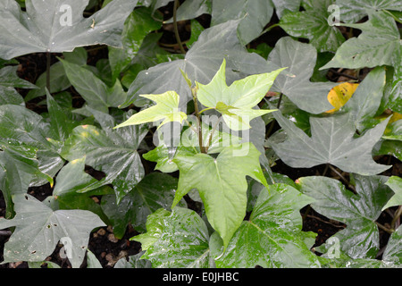 Pflanze der Süßkartoffel, Batate, Weiße Kartoffel, Knollenwinde (Ipomoea batatas), Vorkommen Asien Stock Photo