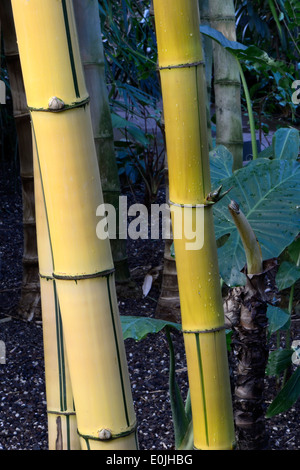 Bamboo plants (Bambusa vulgaris) in the garden with green leaves for