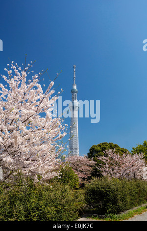 Tokyo skytree tower and cherry blossoms Stock Photo