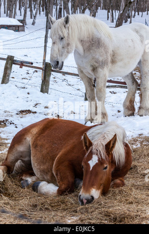 A pair of horses in Kushiro, Hokkaido, Japan Stock Photo