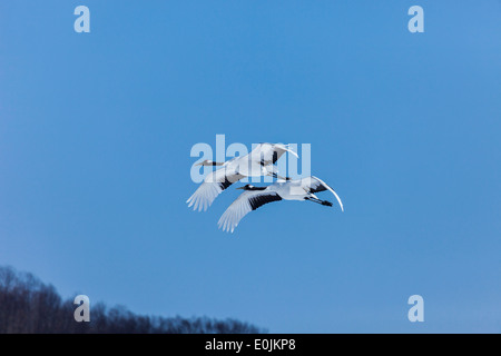 A pair of cranes in Flight Stock Photo