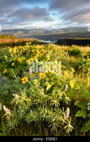 Arrowleaf Balsamroot and lupines bloom on Rowena Crest in the Columbia River Gorge in spring. Stock Photo