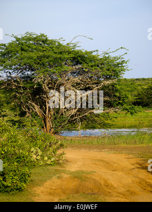 Beautiful landscape at the Bundala National Park in Sri Lanka Stock Photo