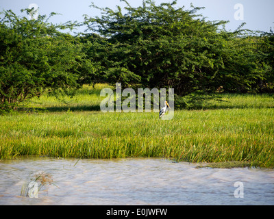 Beautiful landscape at the Bundala National Park in Sri Lanka Stock Photo