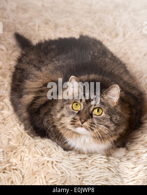 Cat, gray, fluffy, thick lies on light carpet Stock Photo