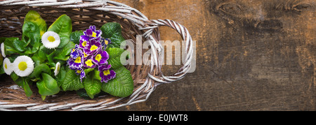 white Basket with spring flowers, primrose and daisy, Bellis perennis on old wooden table Stock Photo