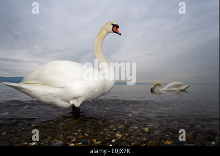 Mute Swan (Cygnus olor) on the shore from Lake Geneva, close up with dark cloudy sky behind. Stock Photo