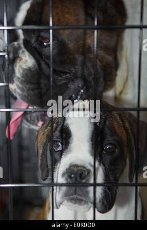 Boxer dogs on their cage. Father and son Stock Photo