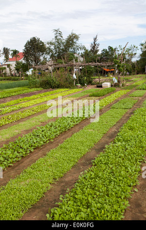 Organic Farm on the outskirts of Hoi An Vietnam Stock Photo
