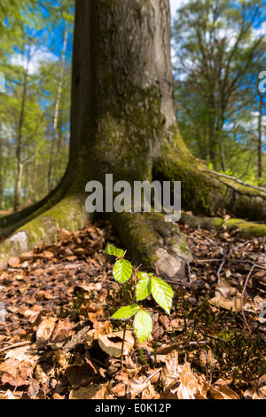 Beech tree sapling, Fagus sylvatica, at base of mature beech tree in Bruern Wood in The Cotswolds, Oxfordshire, UK Stock Photo